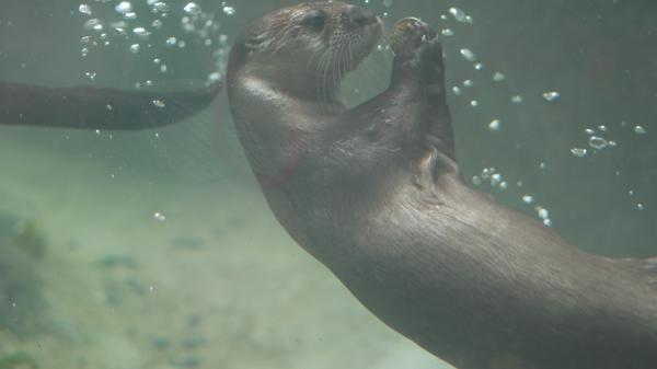 Roger Williams Park Zoo